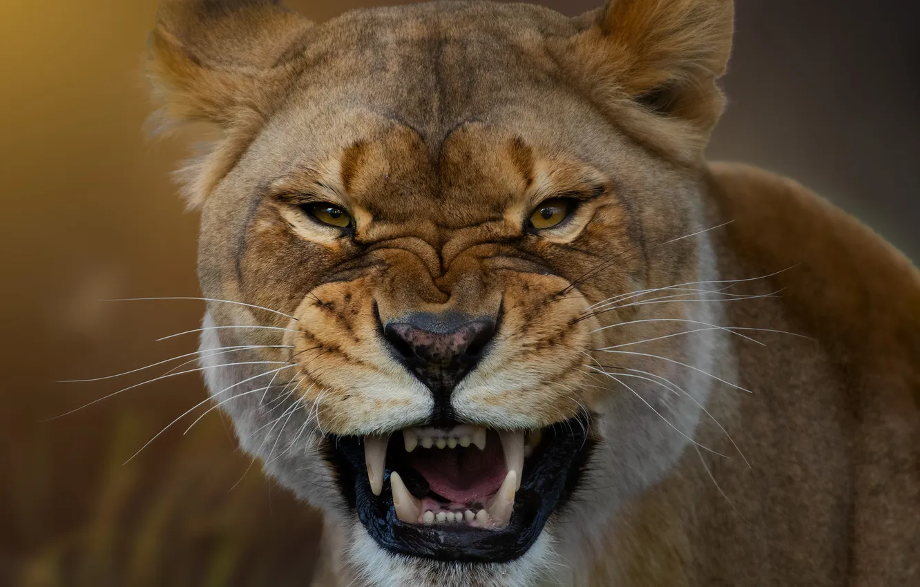 Photo wallpaper face, predator, fangs, grin, lioness, wild cat