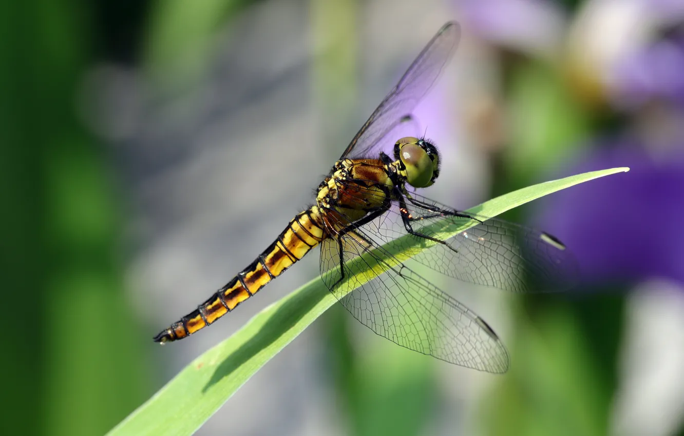 Photo wallpaper macro, dragonfly, a blade of grass, bokeh