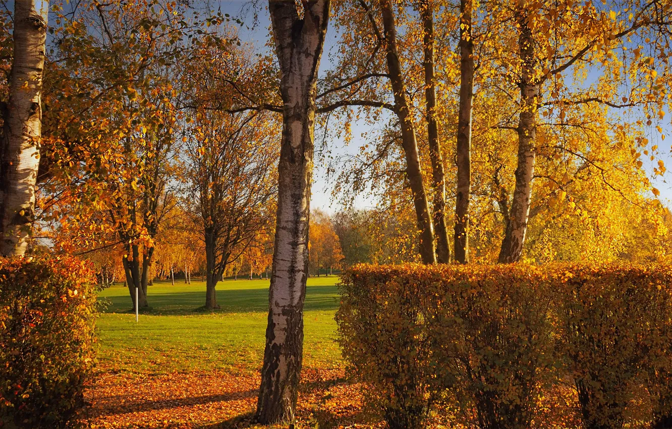 Photo wallpaper autumn, forest, light, trees, branches, nature, Park, glade