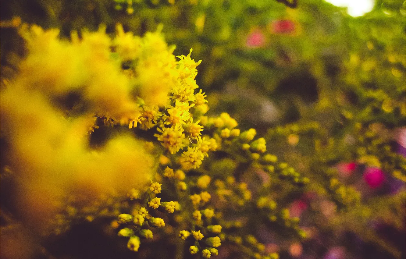 Photo wallpaper summer, macro, flowers, nature, mood