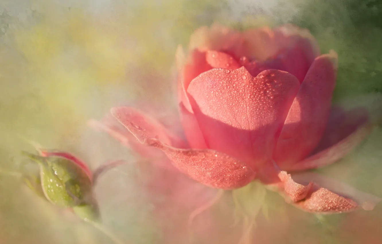 Photo wallpaper drops, light, roses