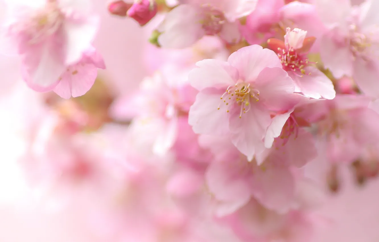 Photo wallpaper macro, pink, Sakura