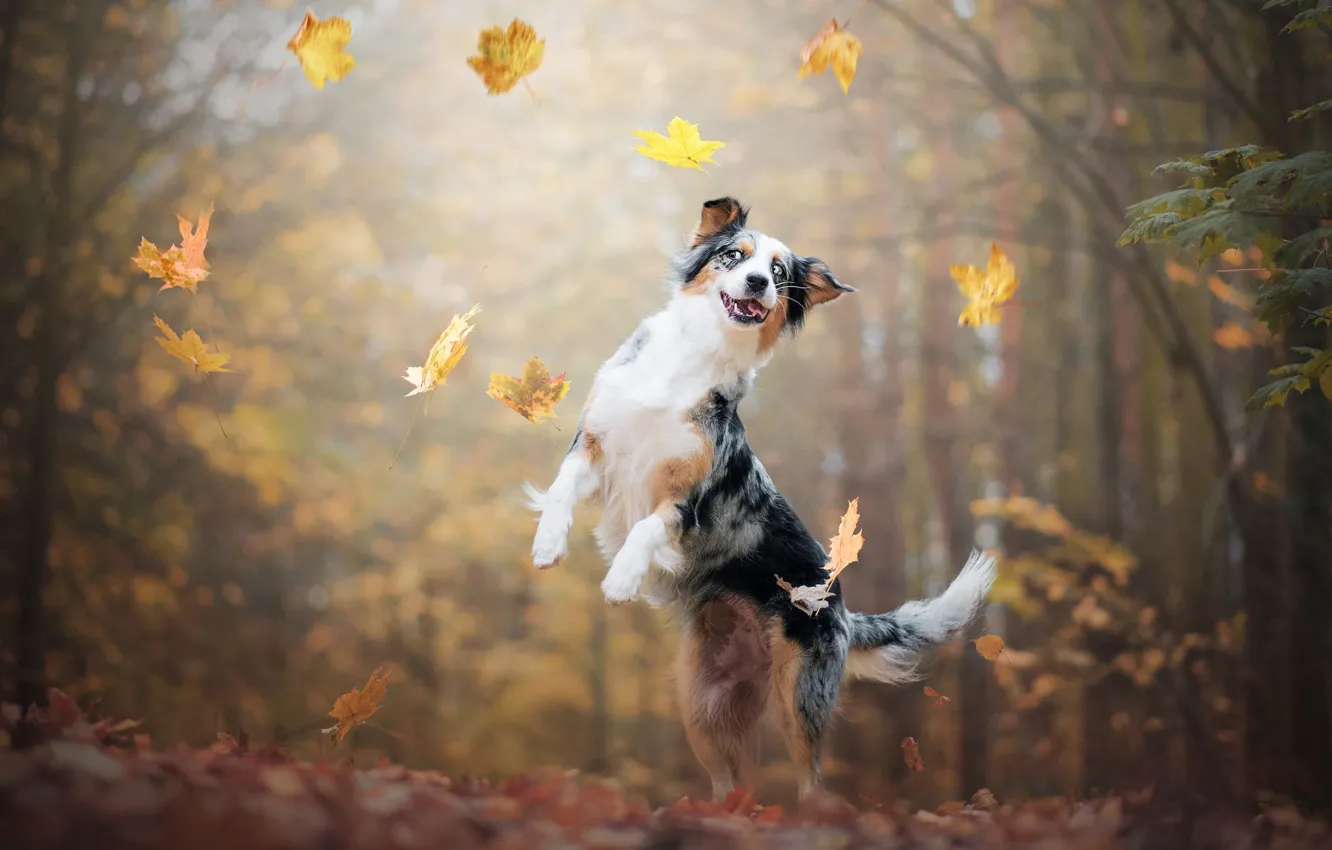 Photo wallpaper autumn, forest, language, look, branches, nature, pose, Park