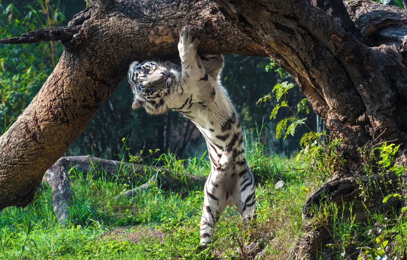Photo wallpaper white, summer, look, nature, tiger, pose, tree