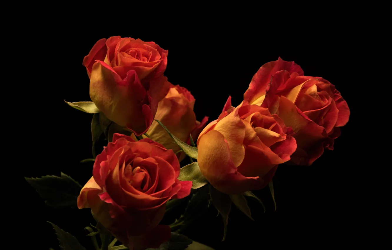 Photo wallpaper flowers, roses, the dark background