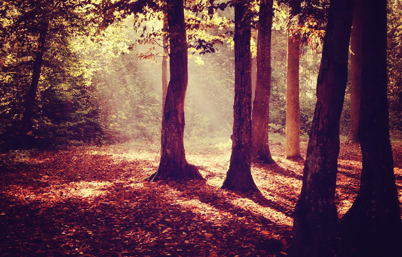 Photo wallpaper forest, trees, autumn, leaves, sunlight, Sunray