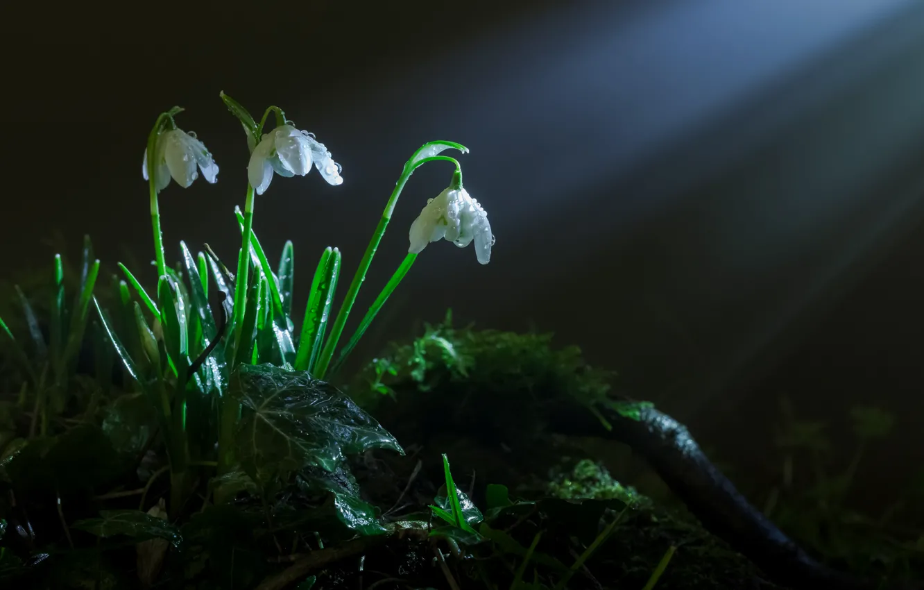Photo wallpaper grass, rays, light, flowers, moss, spring, snowdrops