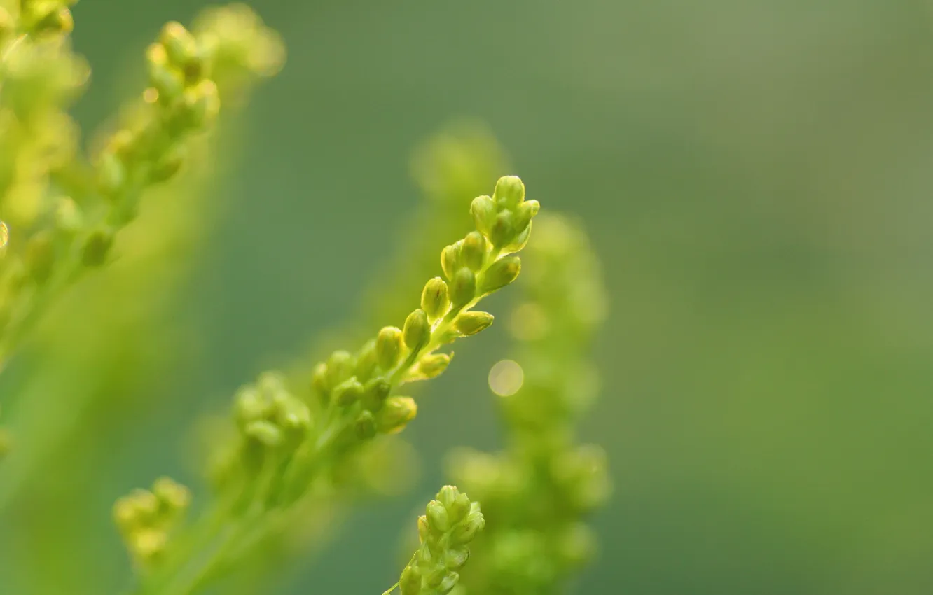 Photo wallpaper macro, branches, green, background, rostenie
