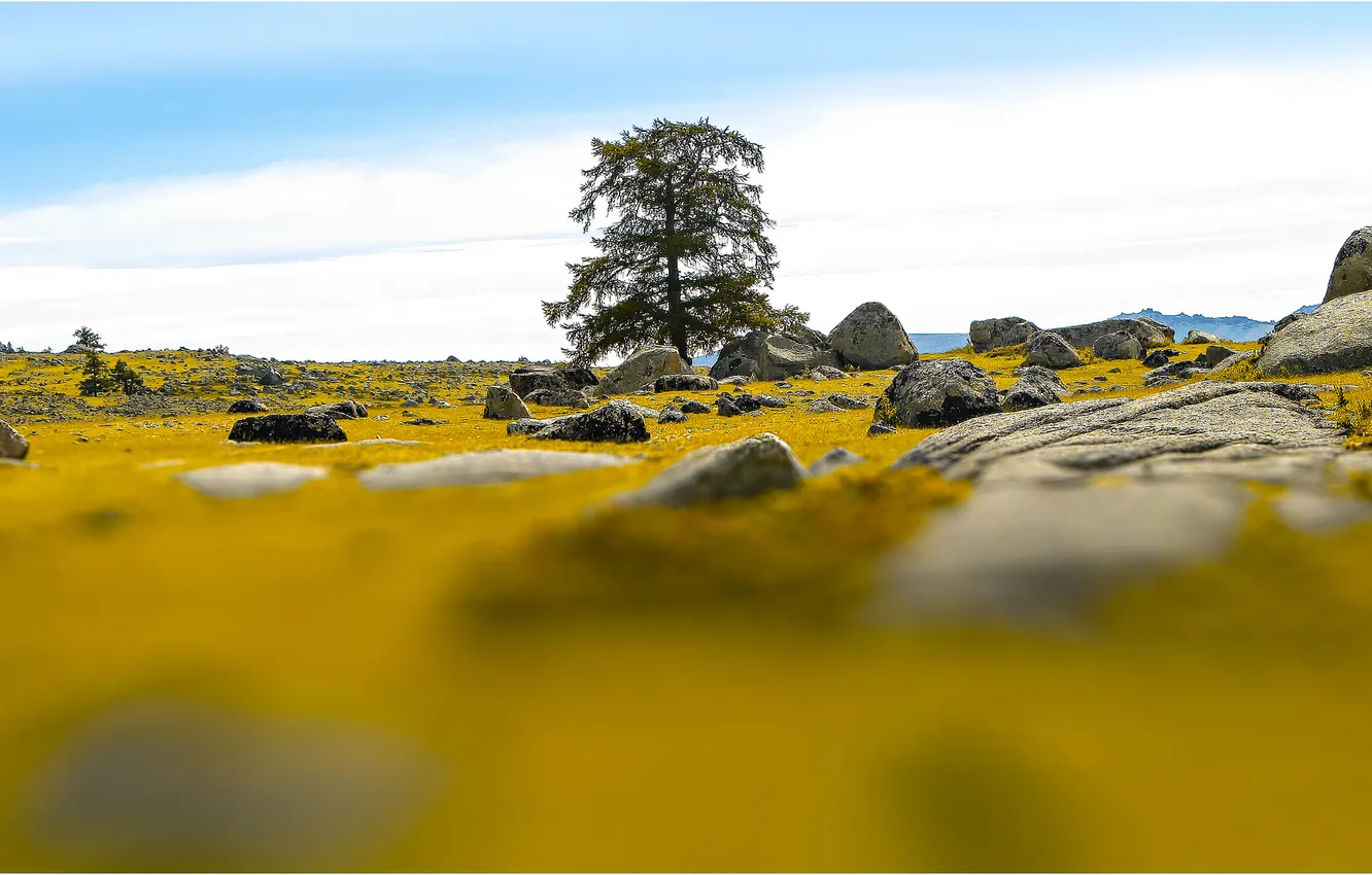 Photo wallpaper autumn, the sky, grass, clouds, trees, stones