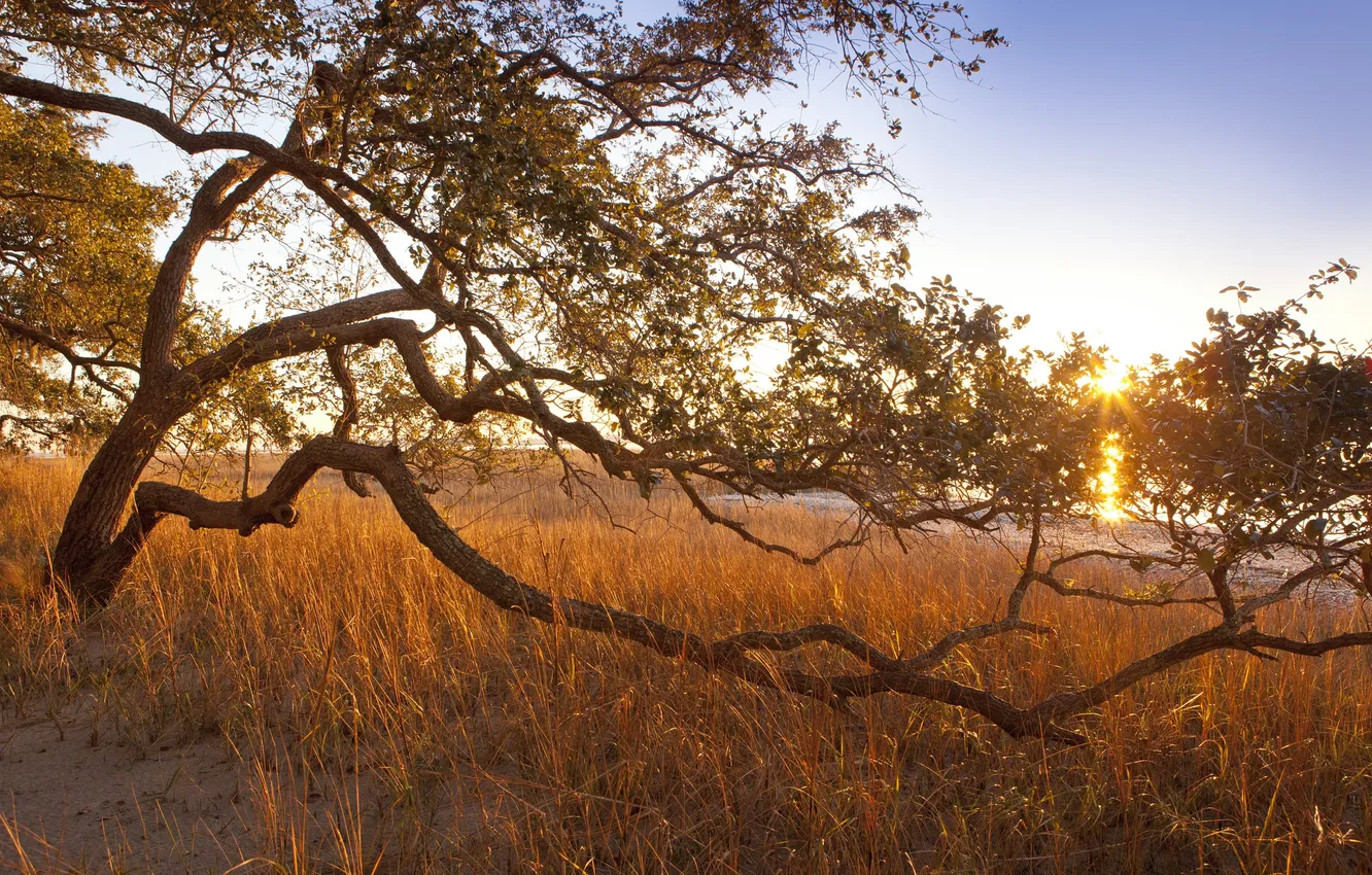 Photo wallpaper grass, the sun, rays, trees, curved