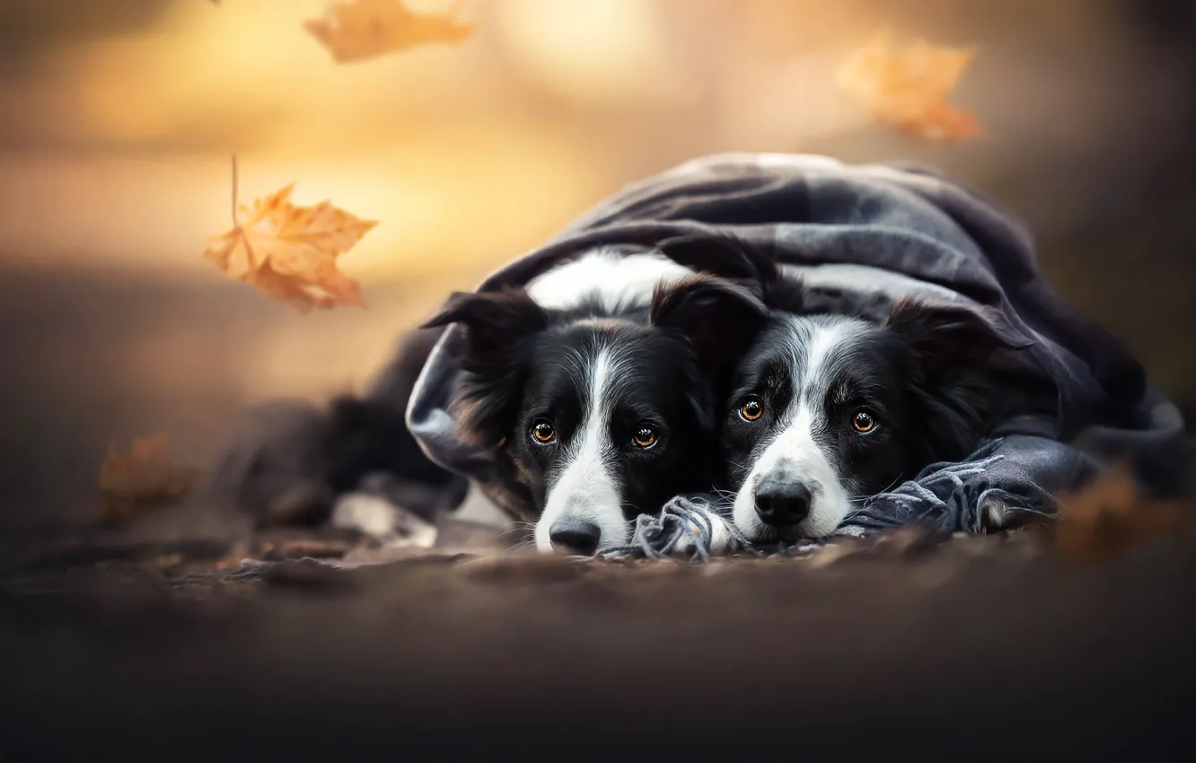 Photo wallpaper autumn, leaves, plaid, face, a couple, two dogs, the border collie