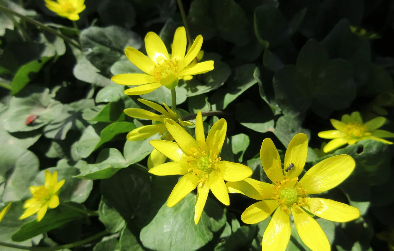 Photo wallpaper flowers, yellow, Sunny, spring 2018, Mamala ©