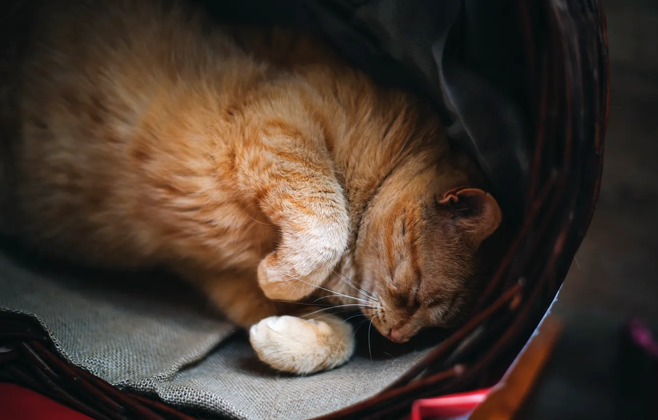 Photo wallpaper cat, cat, face, pose, comfort, the dark background, background, basket