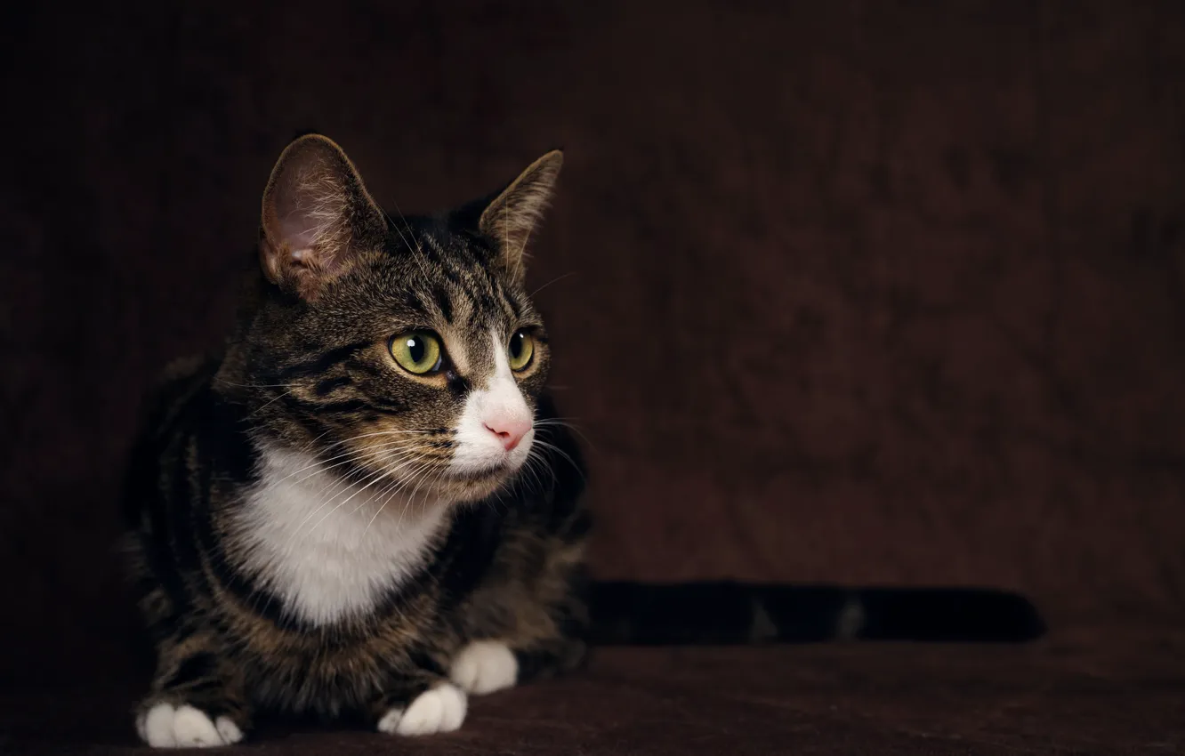 Photo wallpaper cat, background, cat