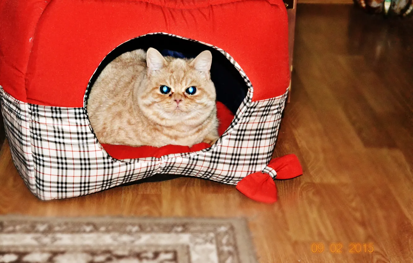 Photo wallpaper cat, max, mrrr