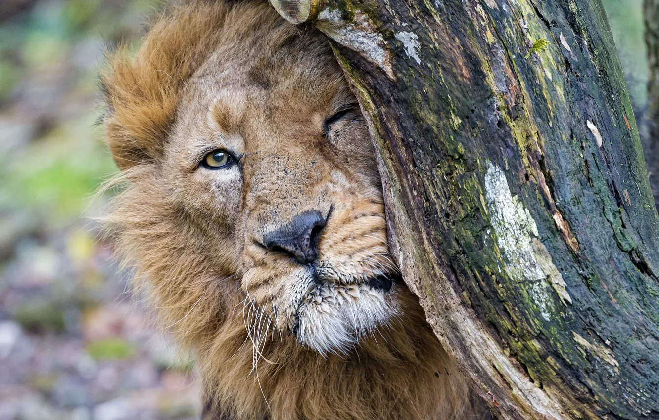 Photo wallpaper face, trees, predator, Leo, big cat, rubs