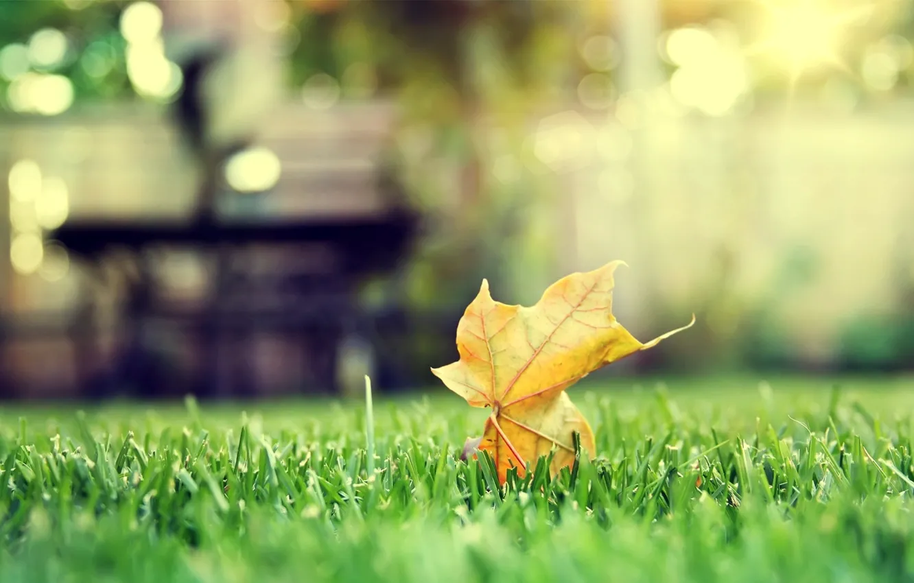 Photo wallpaper autumn, grass, sheet, maple