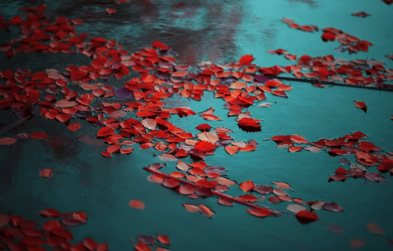 Photo wallpaper autumn, leaves, nature