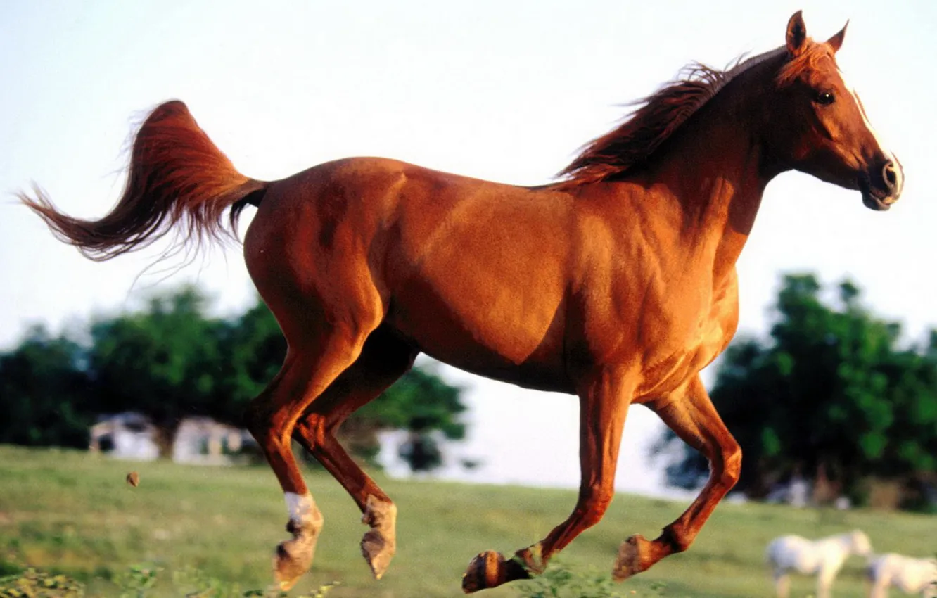 Photo wallpaper nature, horse, horse, will