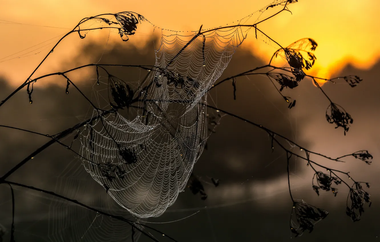 Photo wallpaper macro, Rosa, web, morning