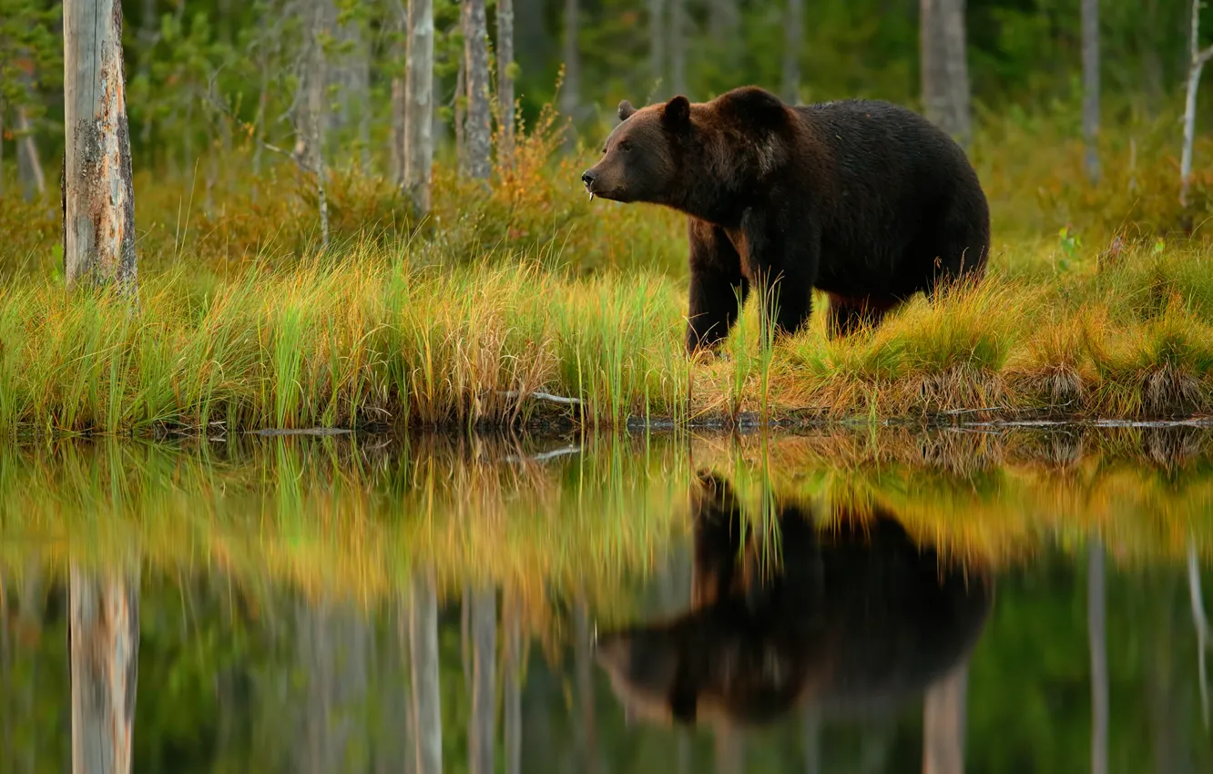 Photo wallpaper fish, bear, lunch