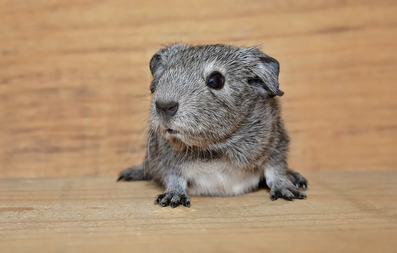 Photo wallpaper look, muzzle, Guinea pig