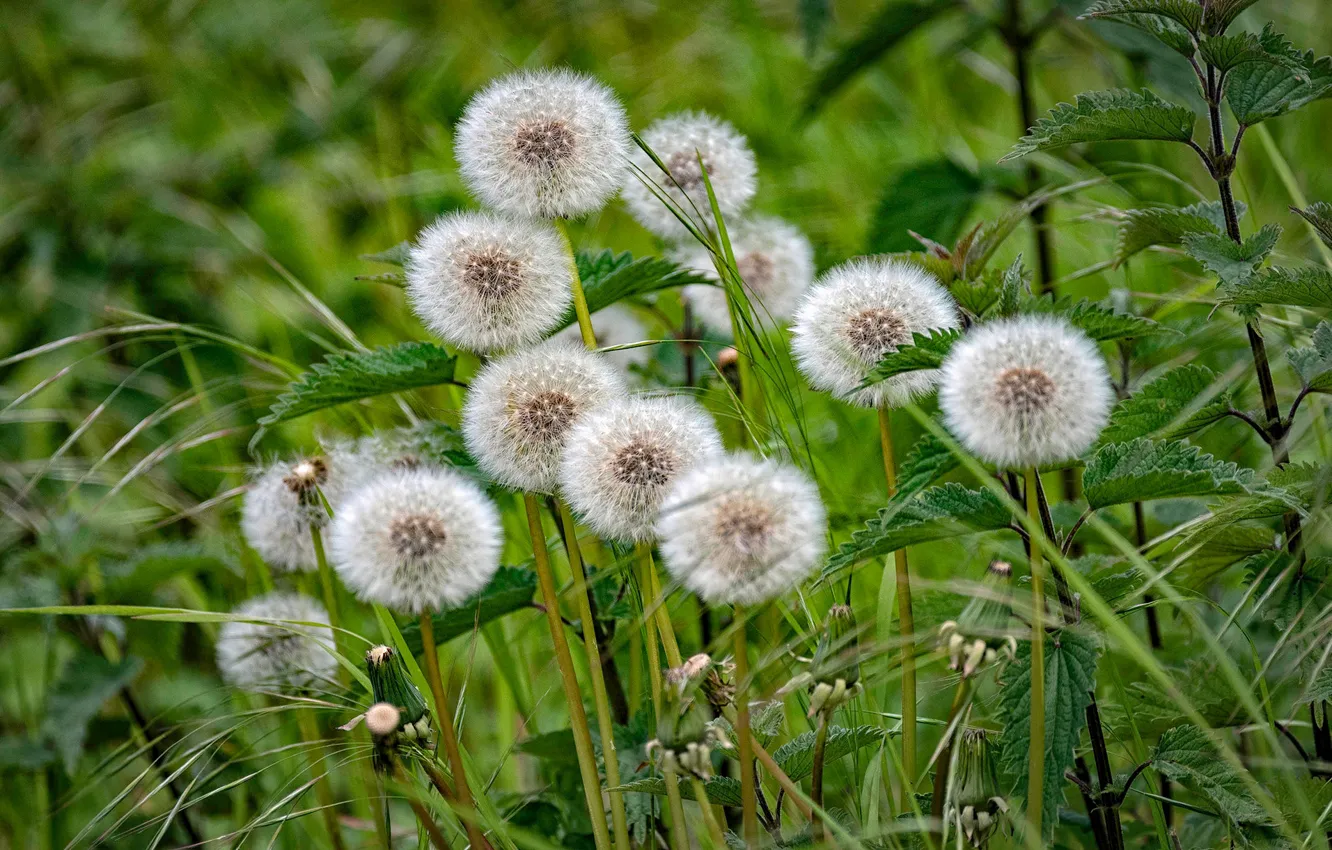 Photo wallpaper grass, dandelion, nettle