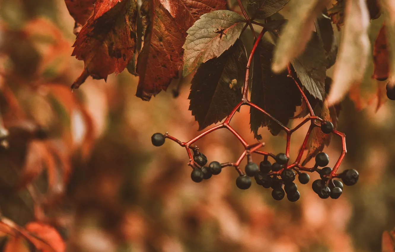 Photo wallpaper autumn, leaves, nature, berries, plant, branch, bunches
