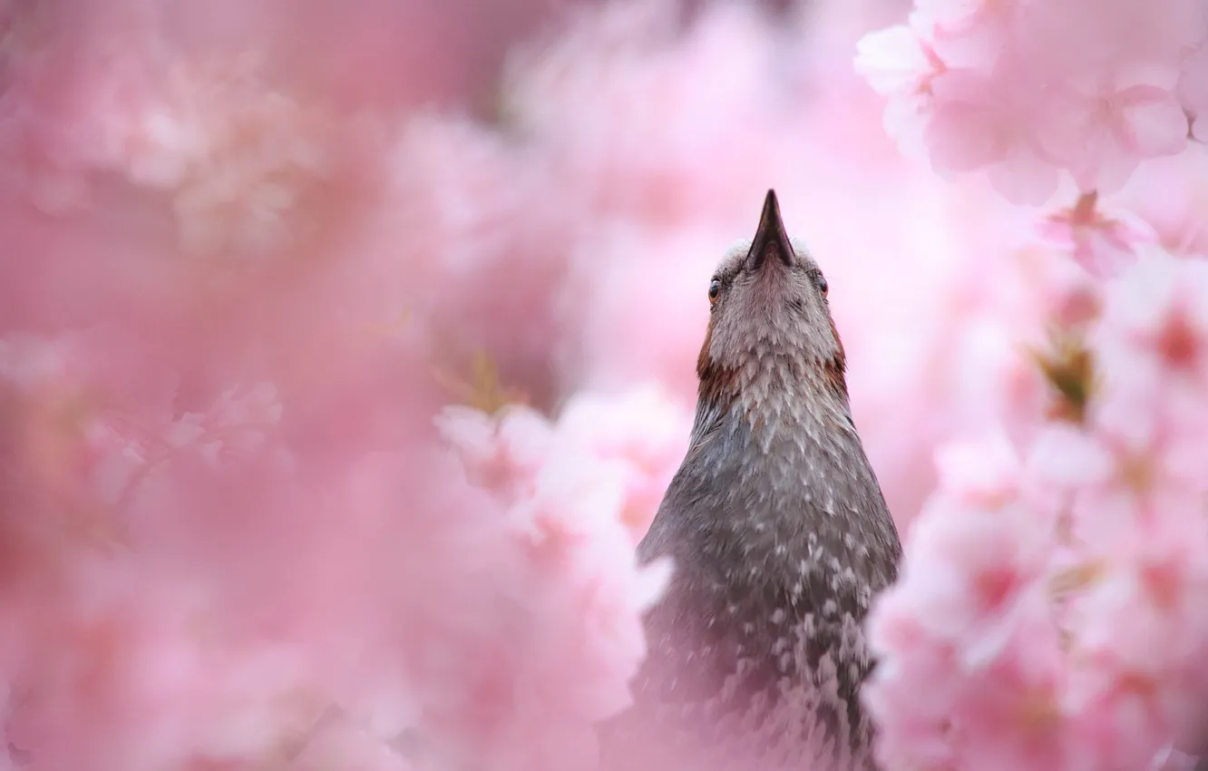 Photo wallpaper cherry, bird, spring, beak, Sakura, flowering