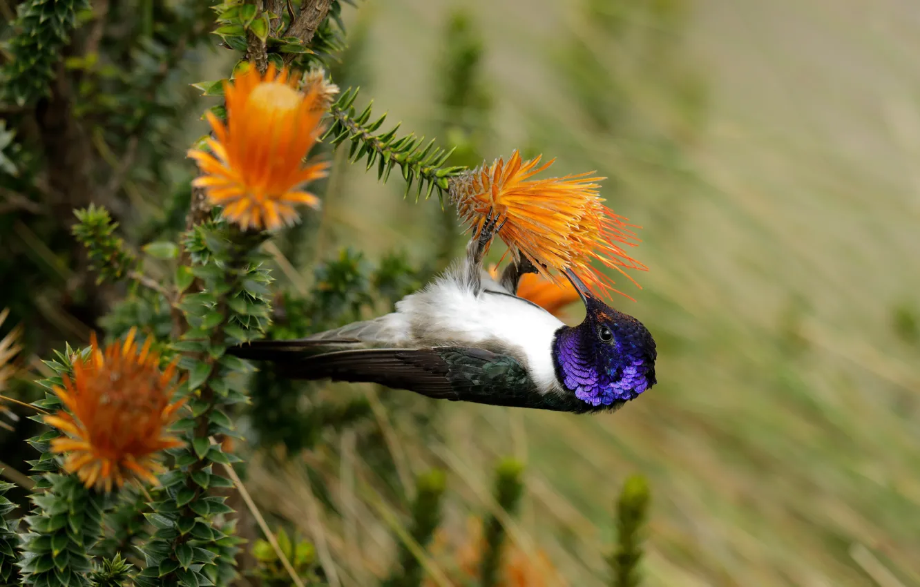 Photo wallpaper orange, flowers, Hummingbird, blur, bokeh, bird