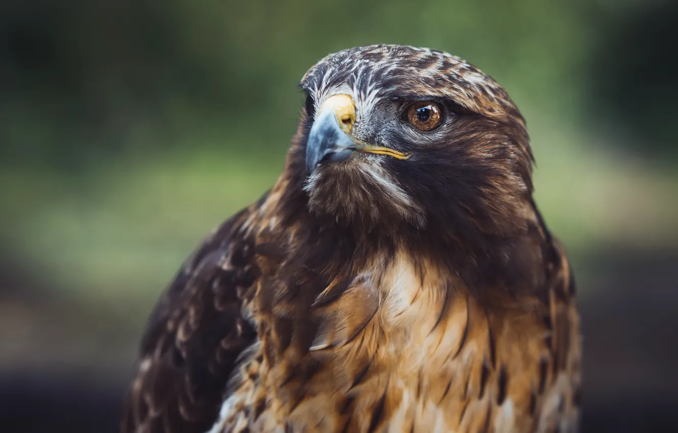Photo wallpaper nature, bird, Falcon