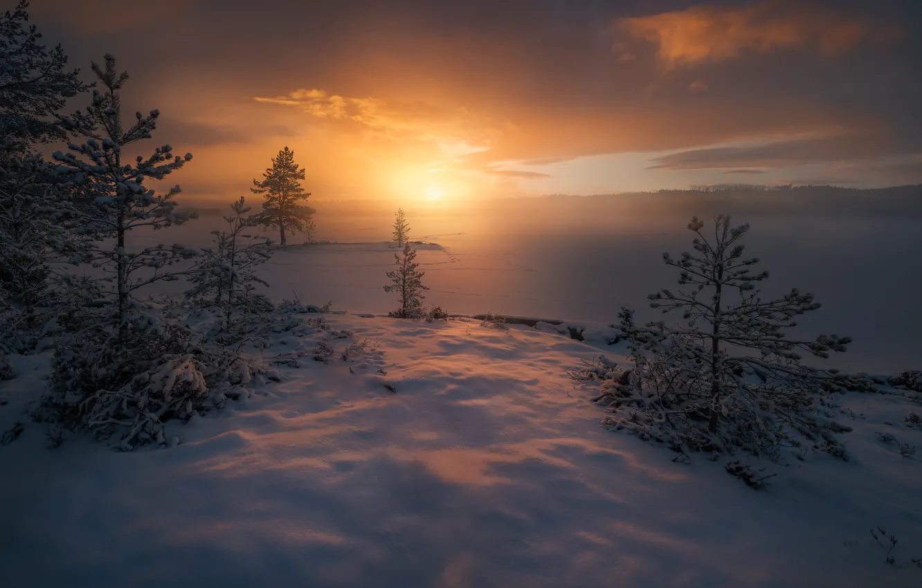 Photo wallpaper winter, snow, trees, fog, sunrise, dawn, morning, frost