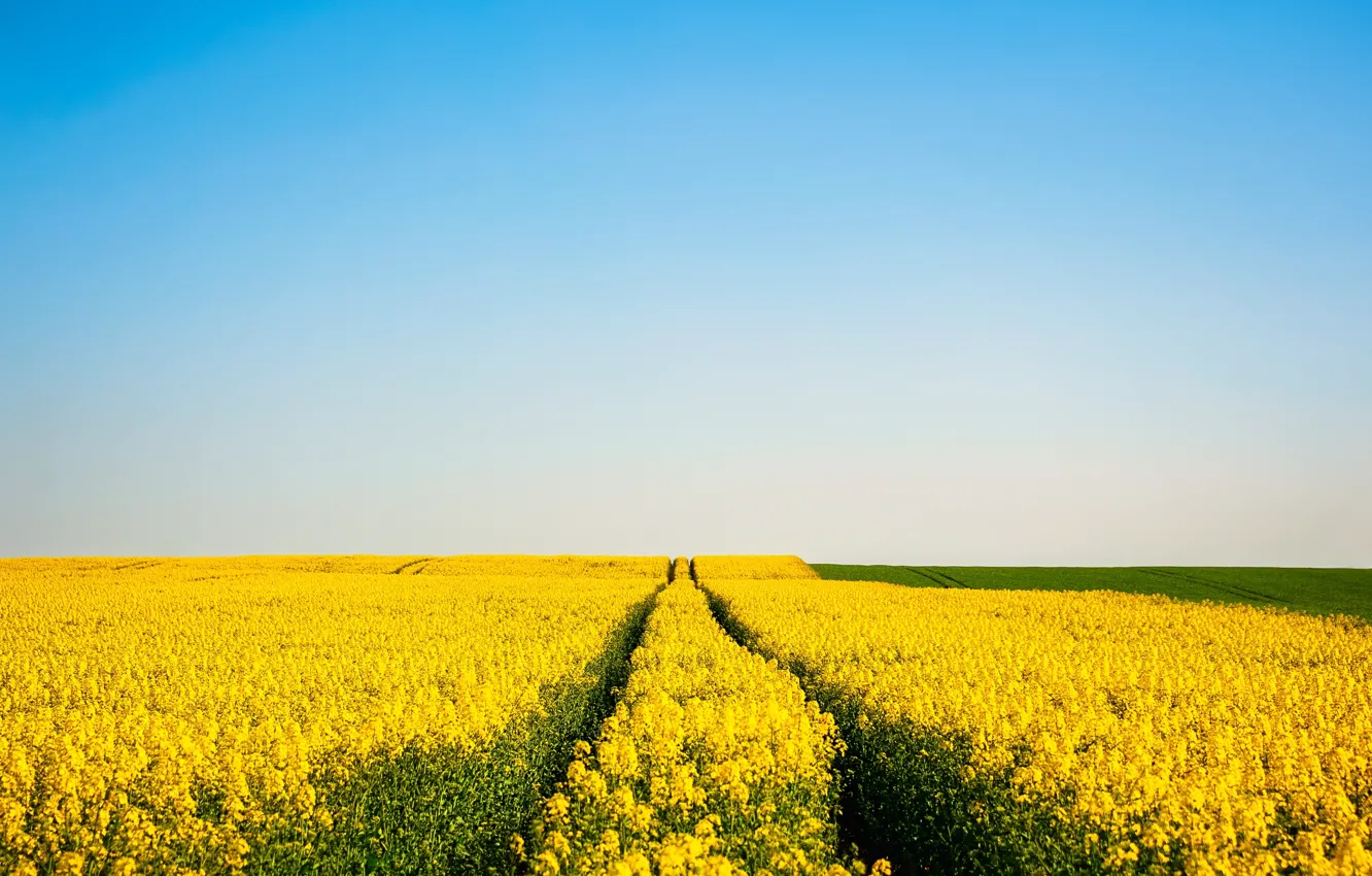 Photo wallpaper widescreen, sky, nature, flowers