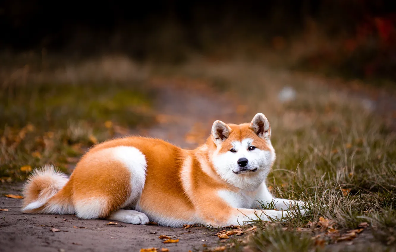 Photo wallpaper dog, lies, red, Akita inu, Akita