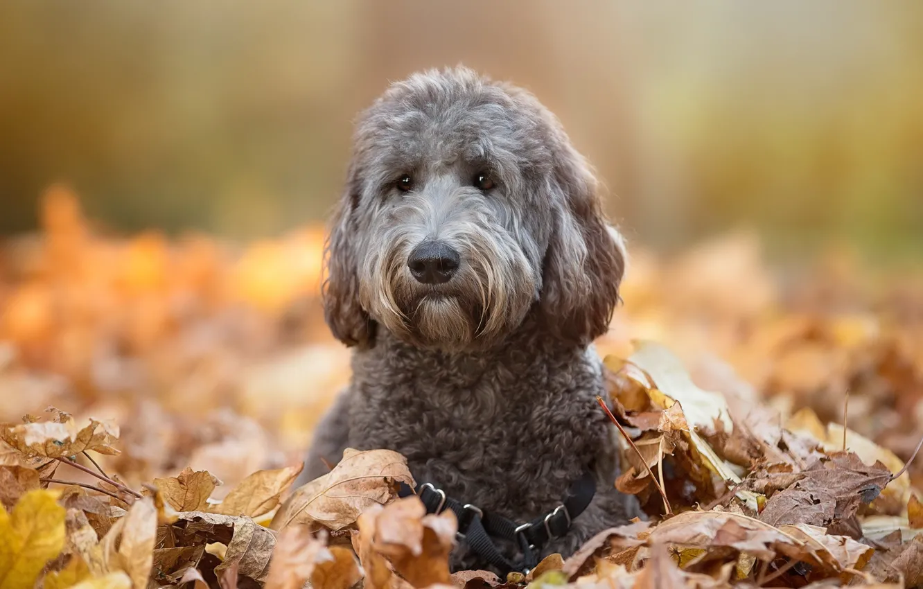 Photo wallpaper autumn, look, each, dog