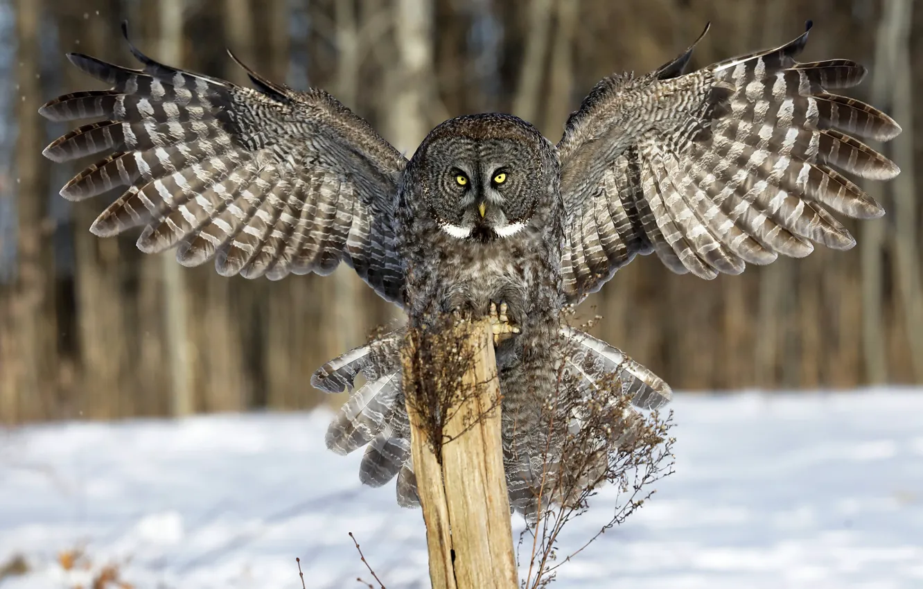 Photo wallpaper winter, look, snow, owl, wings