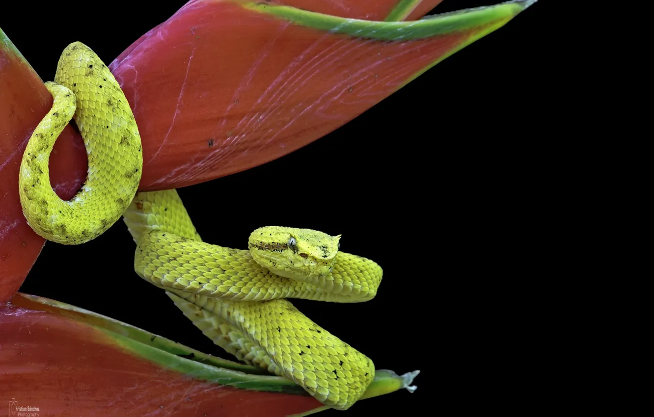 Photo wallpaper flowers, yellow, snake