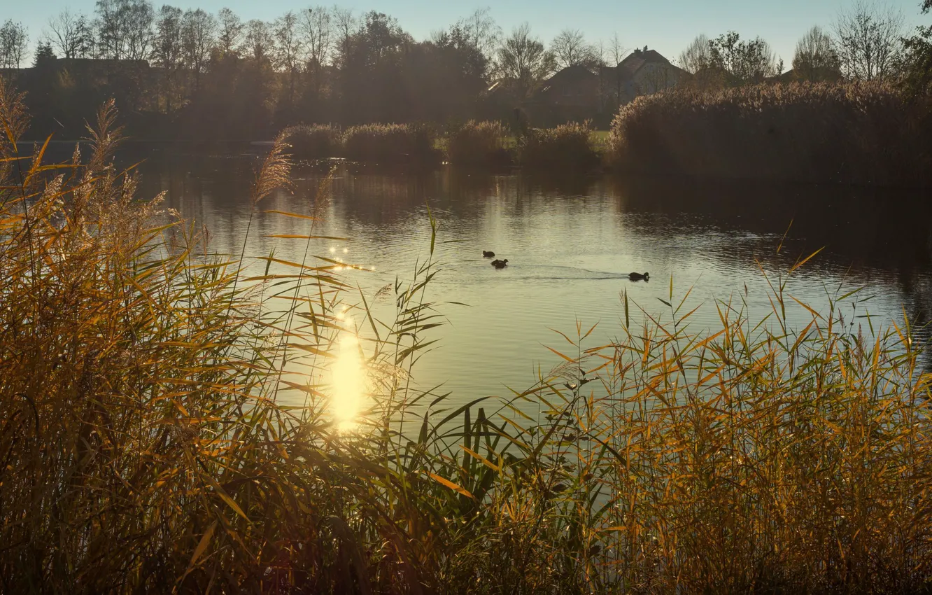 Photo wallpaper grass, birds, fog, lake, pond, shore, duck, morning