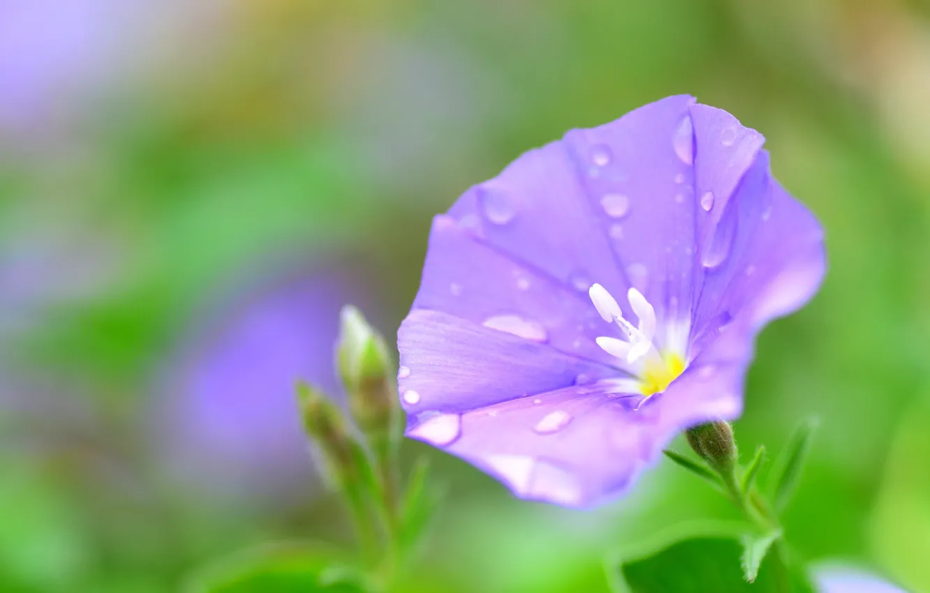 Photo wallpaper drops, bindweed, morning glory