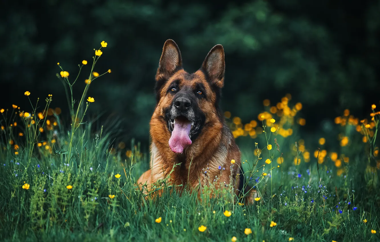 Photo wallpaper greens, field, language, summer, look, flowers, nature, pose