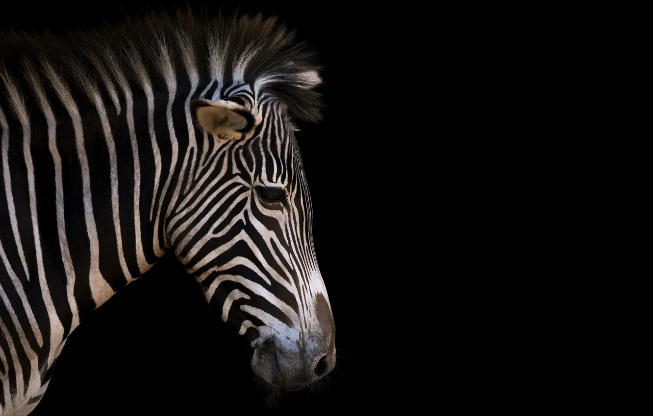 Photo wallpaper strip, Zebra, profile