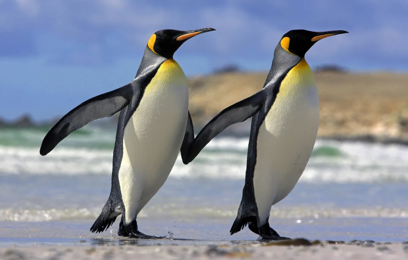 Photo wallpaper love, penguins, friendship, Animals