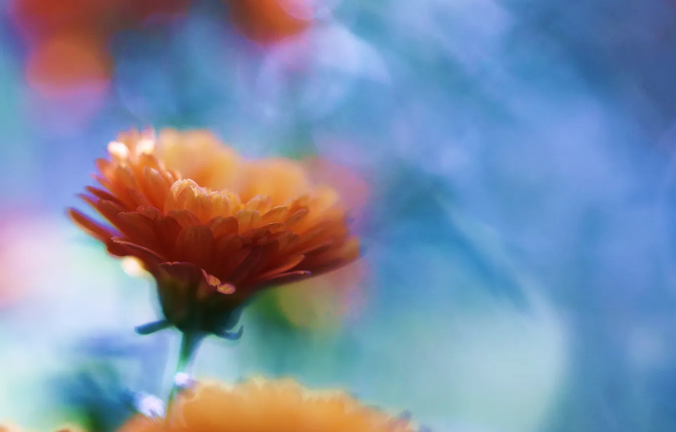 Photo wallpaper macro, flowers, Oranzhevaya, bokeh, calendula