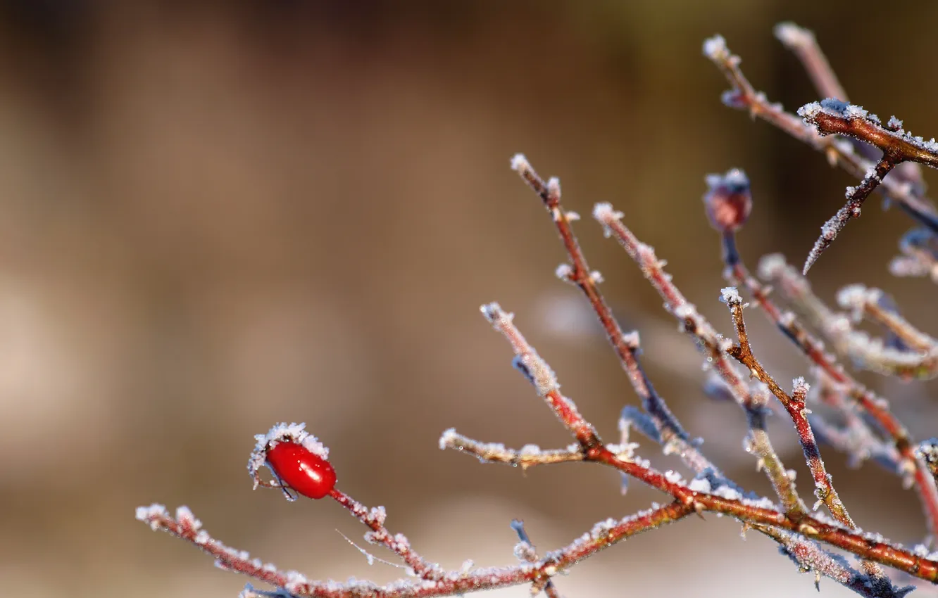 Photo wallpaper ice, winter, macro, briar, the bushes