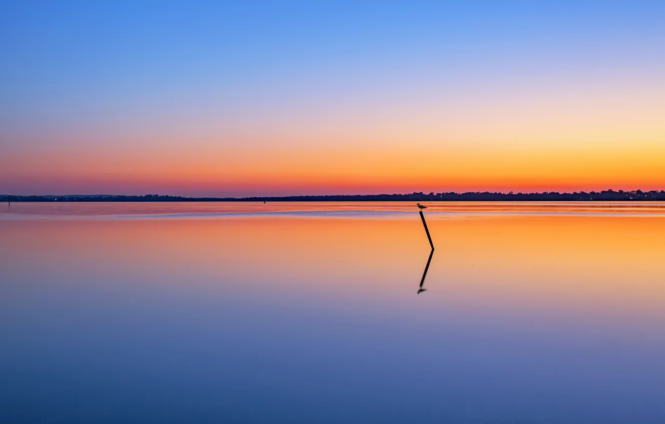 Photo wallpaper the sky, sunset, lake, reflection, bird, mirror