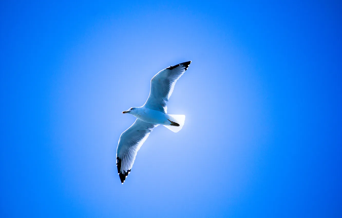 Photo wallpaper the sky, flight, bird, seagulls, wings
