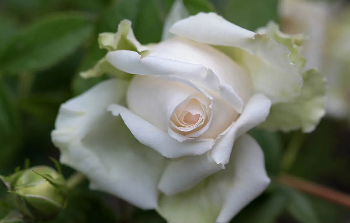 Photo wallpaper macro, roses, petals, buds