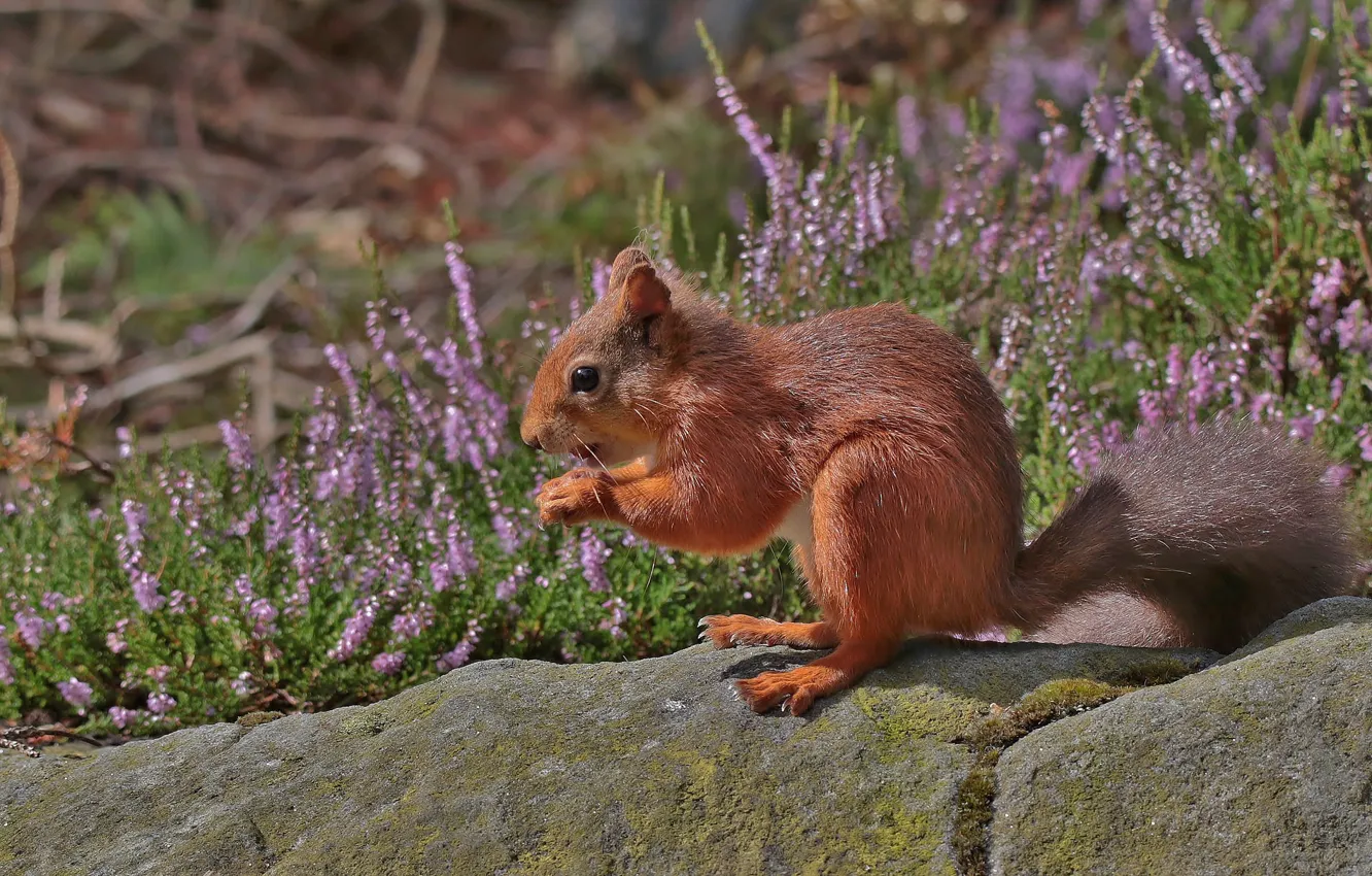 Photo wallpaper flowers, stones, protein