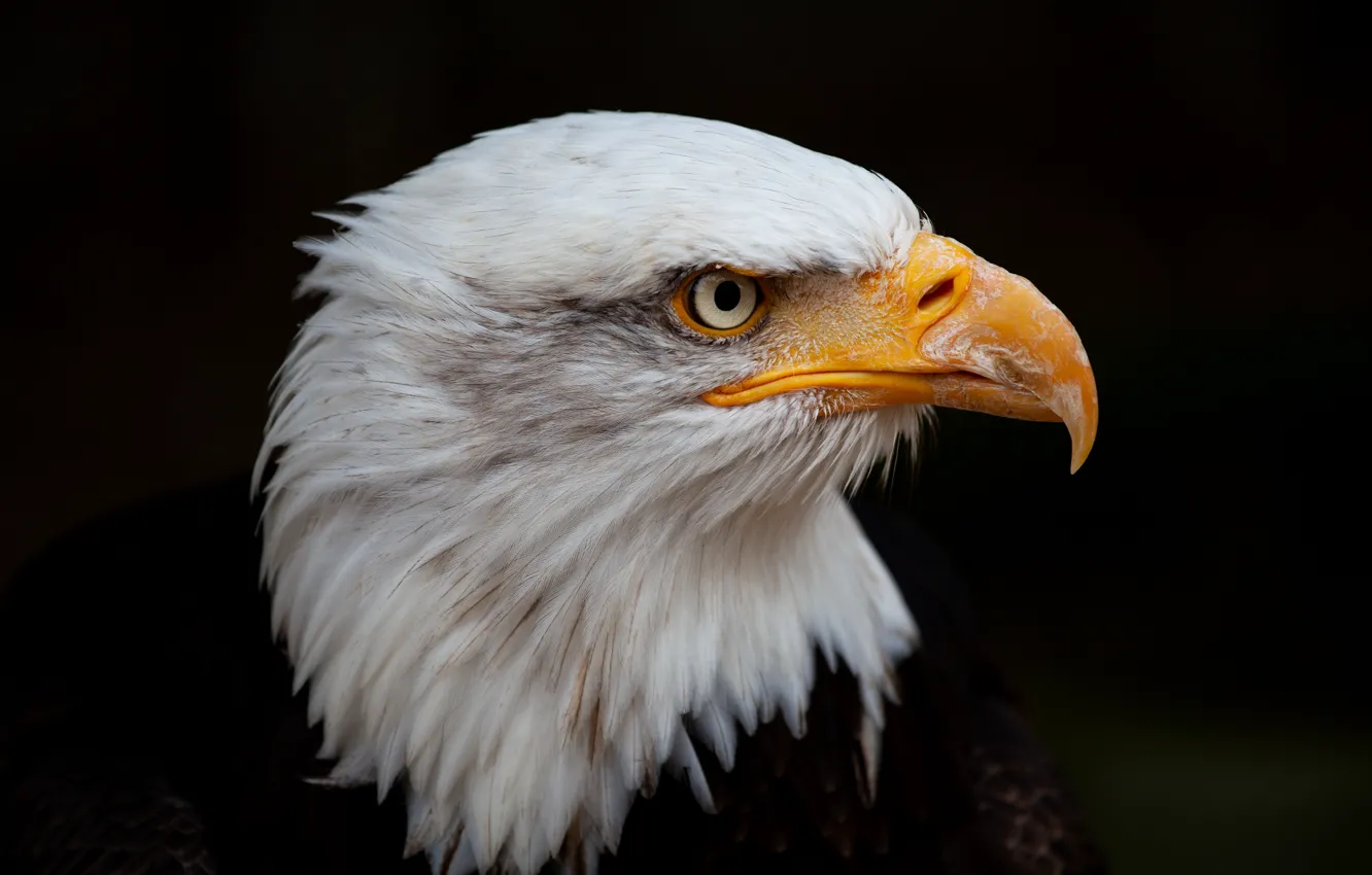 Photo wallpaper background, head, bald eagle