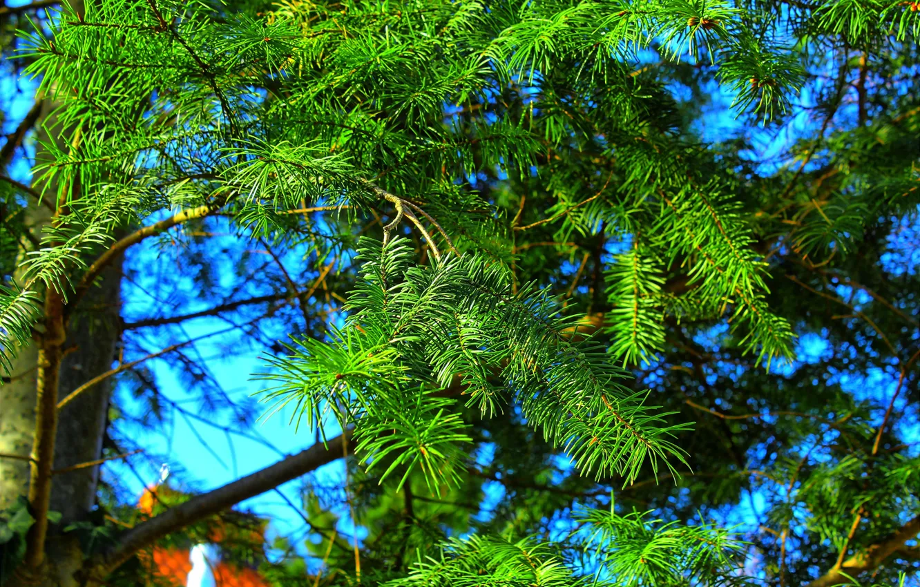 Photo wallpaper green, tree, plant, twig